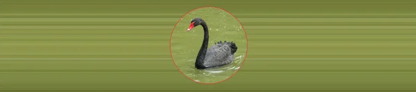 Cisne Negro Lago Verde —  Fotos de Stock