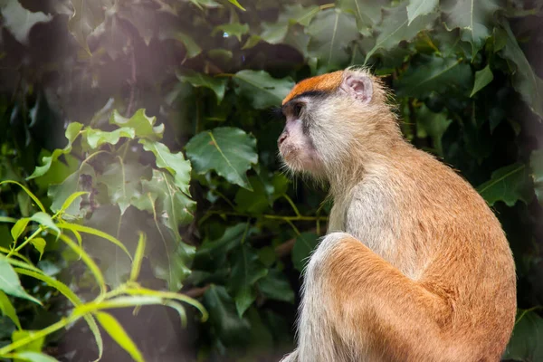 Scimmia Macaco Rosso Seduto Albero Natura Selvaggia Fauna — Foto Stock