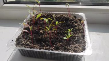 microgreens on the windowsill. healthy food. vegetarianism and veganism. beet