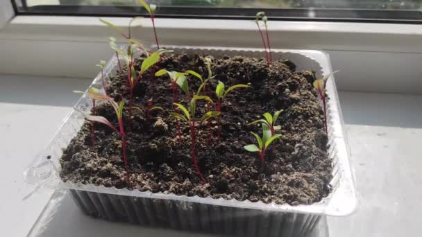 Microgreens Windowsill Healthy Food Vegetarianism Veganism Beet — Vídeo de Stock