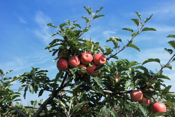 Pomar de maçã — Fotografia de Stock