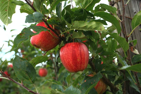 Huerto de manzana —  Fotos de Stock