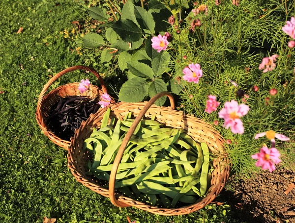 Flat green beans and purple in the garden in a wicker basket — Stock Photo, Image