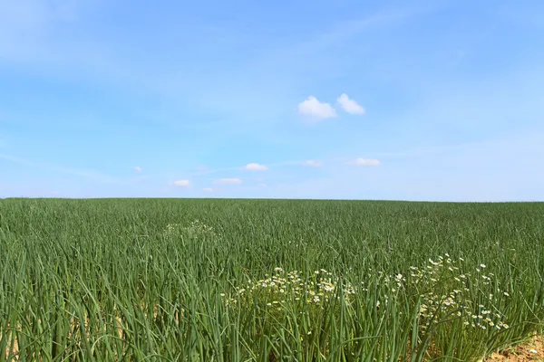 Campi di cipolle in estate sotto il sole — Foto Stock