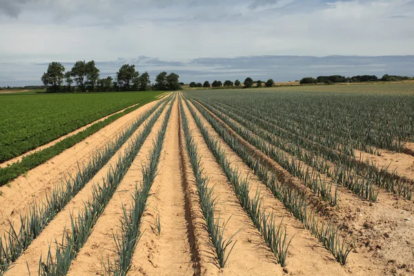 Cultivation of leeks in the sand in a field in Normandy — Stock Photo, Image