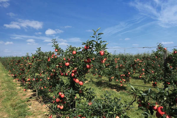 Huerto de manzana —  Fotos de Stock