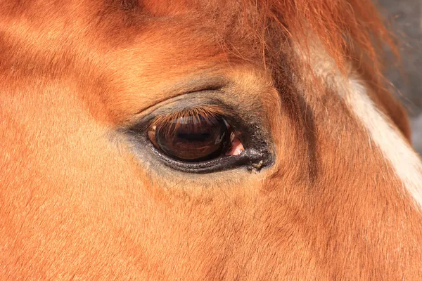 Paard oog — Stockfoto