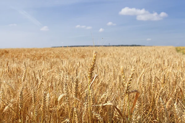 Campi di grano sotto il sole in estate prima del raccolto — Foto Stock