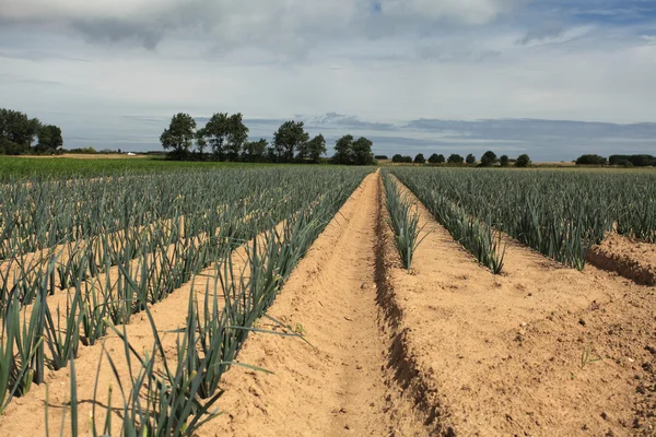 Odling av purjolök i sanden i ett fält i Normandie — Stockfoto