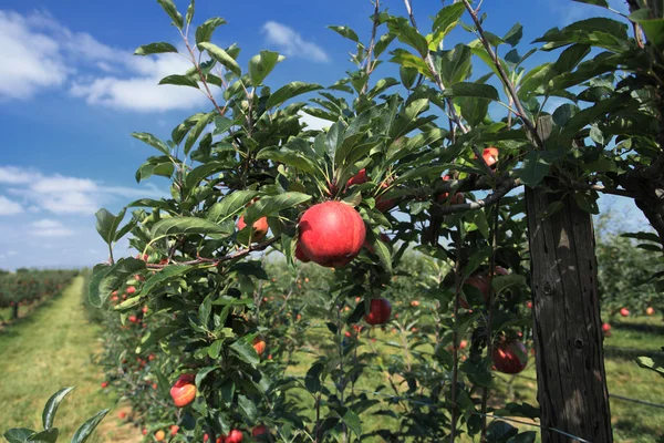 Huerto de manzana —  Fotos de Stock