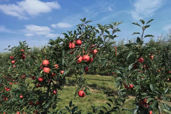 Huerto de manzana — Foto de Stock