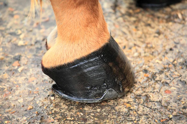 Paard hoof — Stockfoto