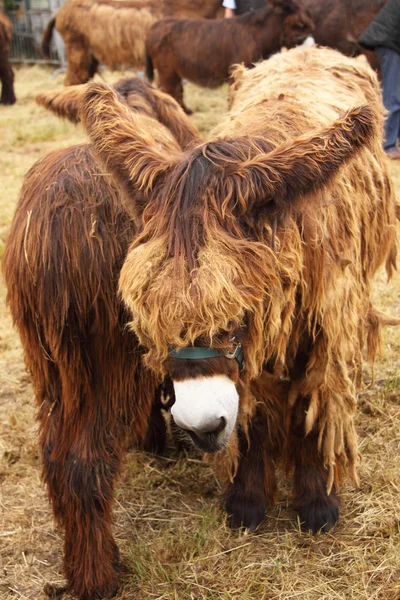 Young donkey young ass — Stock Photo, Image