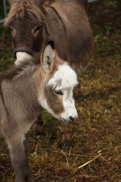 Junger Esel junger Esel — Stockfoto