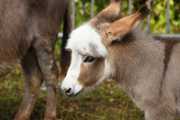 Young donkey young ass — Stock Photo, Image