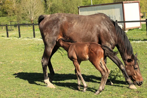 Jonge veulen met zijn moeder in een veld in het voorjaar van — Stockfoto