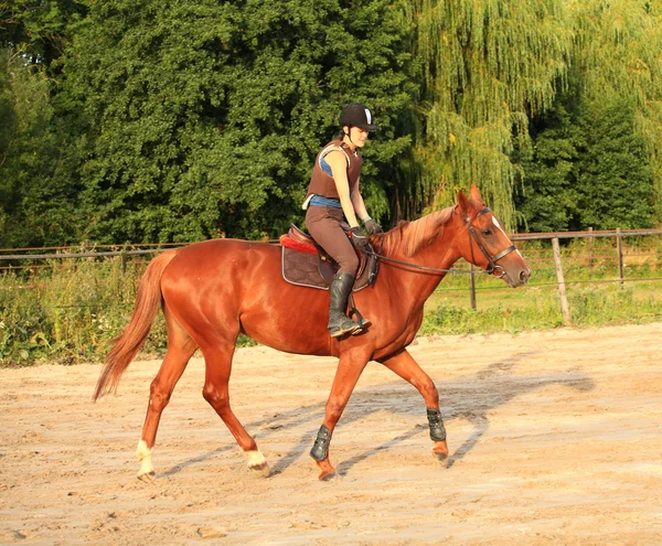 Häst och ryttare — Stockfoto