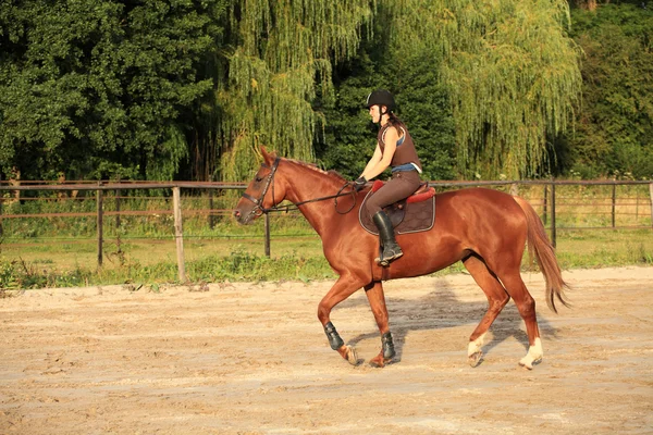 Koń i jeździec — Zdjęcie stockowe