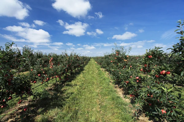 Apfelplantage — Stockfoto