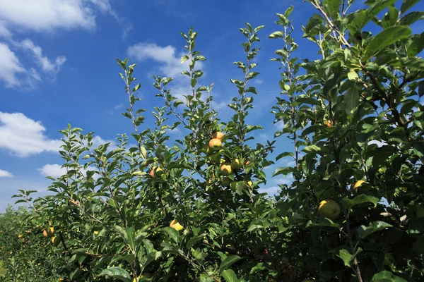 Appelboomgaard — Stockfoto