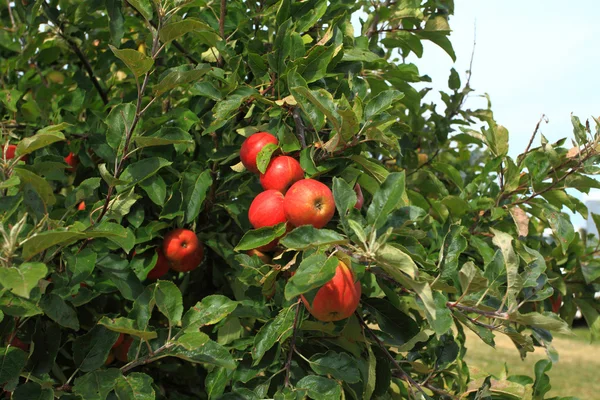 Huerto de manzana — Foto de Stock