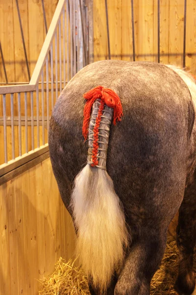 Gevlochten paardenstaart — Stockfoto