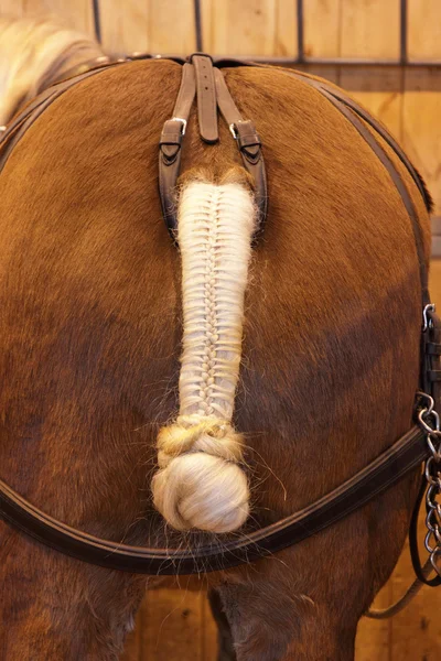 Gevlochten paardenstaart — Stockfoto