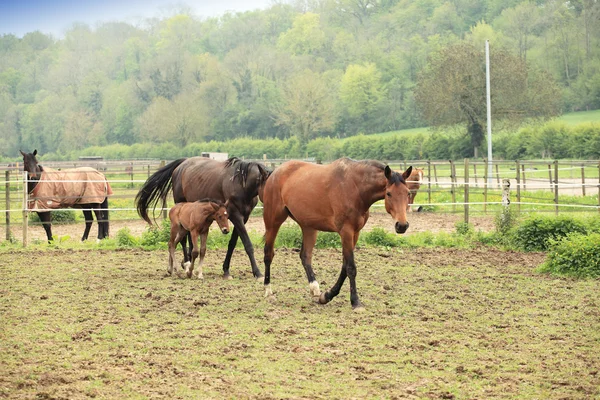 彼の母親と春の分野で若い子馬 — ストック写真