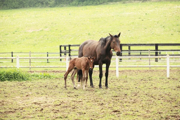 彼の母親と春の分野で若い子馬 — ストック写真