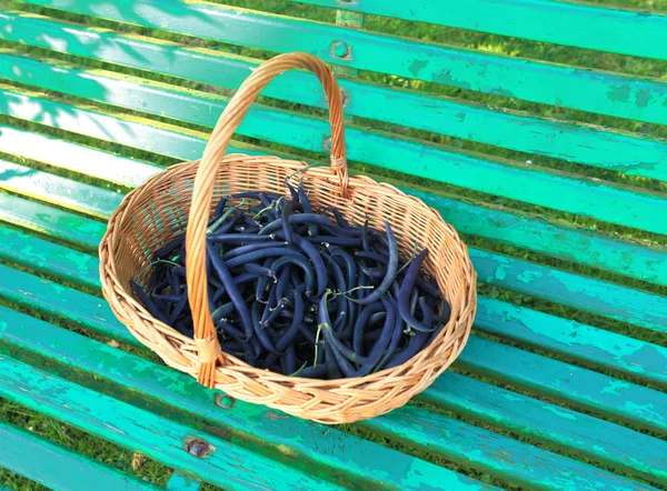 Purple green beans in the garden in a wicker basket — Stock Photo, Image