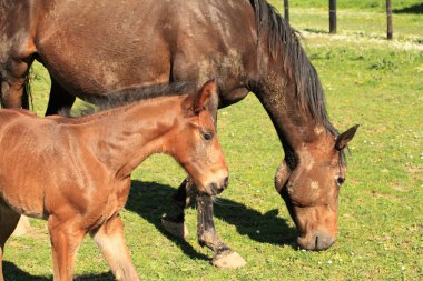 Genç Tay'nın annesiyle birlikte yaşadığı bir alanda bahar