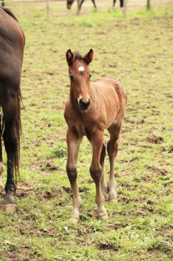 genç yavru ilk adımlarını çayırda vardır.
