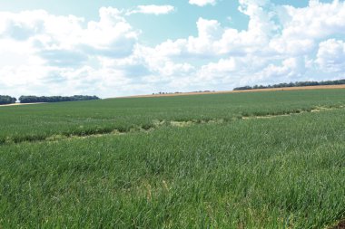 yaz güneşi altında tarlada soğan