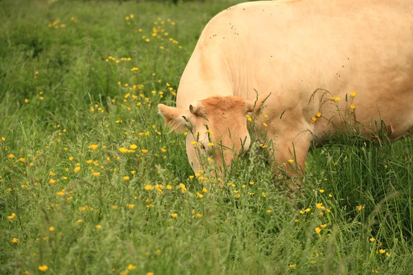 Vaca en un prado —  Fotos de Stock