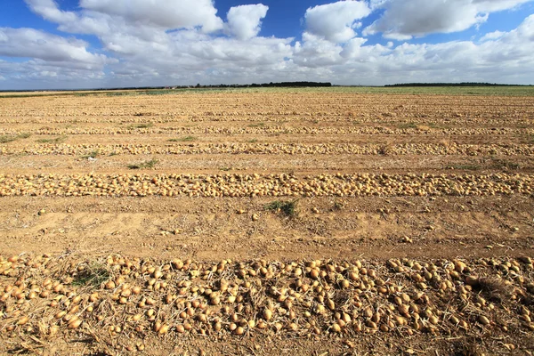 Cultivo de cebola — Fotografia de Stock