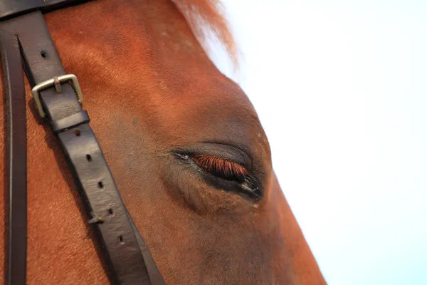Oko konia — Zdjęcie stockowe