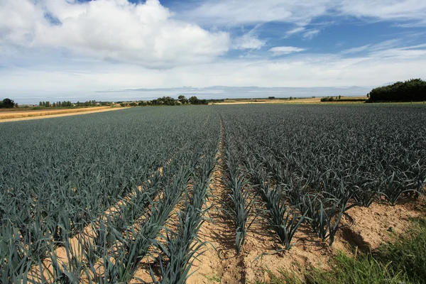 Odling av purjolök i sanden i ett fält i Normandie — Stockfoto