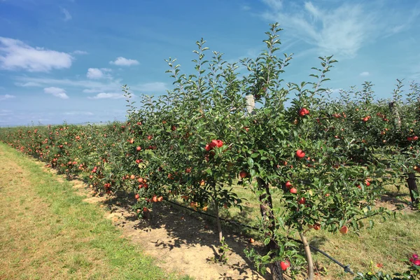 Huerto de manzana — Foto de Stock