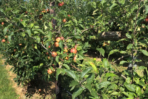 Huerto de manzanas con una red de seguridad —  Fotos de Stock