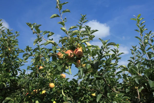 Sad jabłkowy — Zdjęcie stockowe