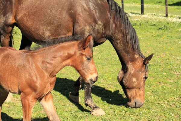 Giovane puledro con sua madre in un campo in primavera — Foto Stock