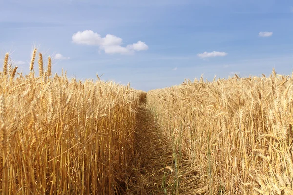 Campos de trigo sob o sol no verão antes da colheita — Fotografia de Stock