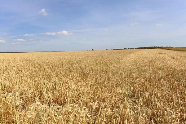 Пшеничні поля під сонцем влітку до збору врожаю — стокове фото