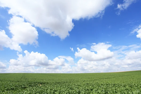 Campi di barbabietole da zucchero sotto il sole estivo — Foto Stock