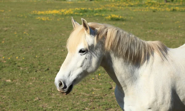 Portrét mladého bílého koně na louce — Stock fotografie