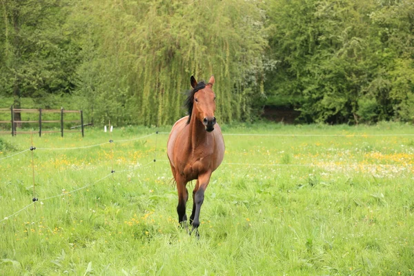 Paard galopperen in een weide in het voorjaar van — Stockfoto