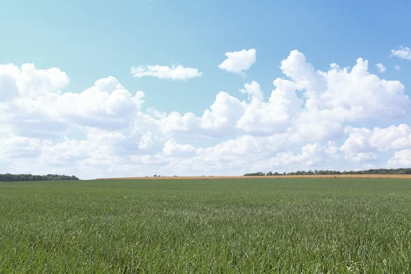 Lök fält i sommar under solen — Stockfoto