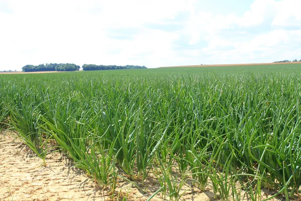 Onion fields in summer under the sun — Stock Photo, Image