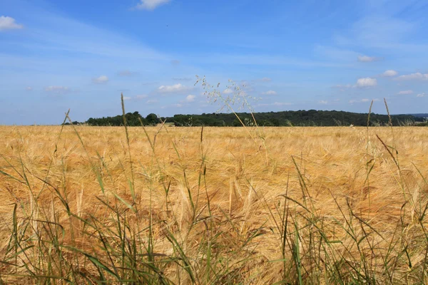 Korn fält i sommaren innan skörd — Stockfoto