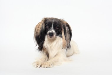 Papillon köpek yakın çekim portre beyaz zemin üzerine